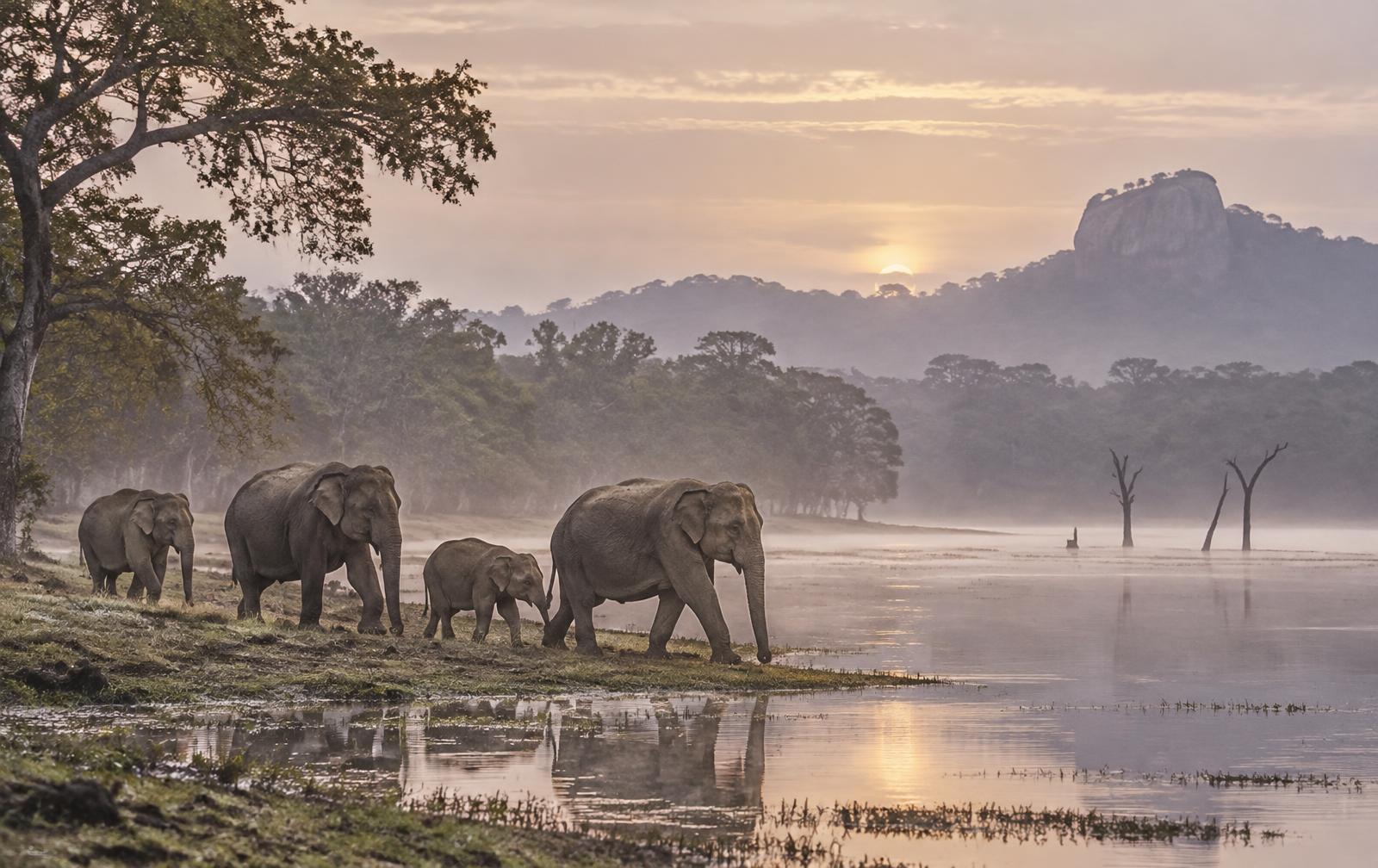 Wild Sri Lankan elephants gathering along the misty shoreline of a dry-zone reservoir in Yala and Minneriya at dawn